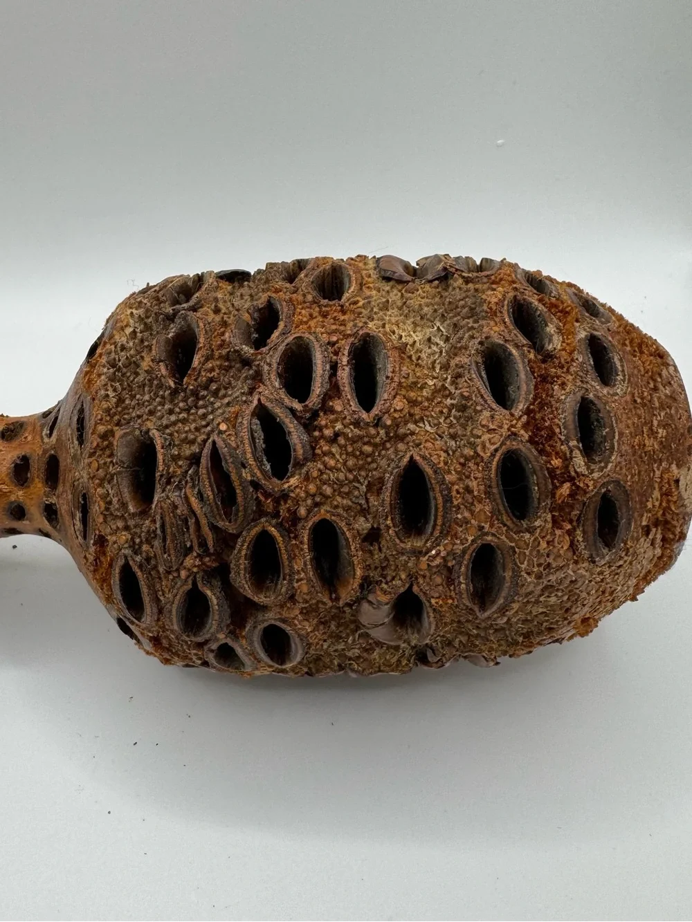 Vintage 1990 Banksia Pod Vase Turned Wood Seed Cone Bottle Studio Art MCM Brutal